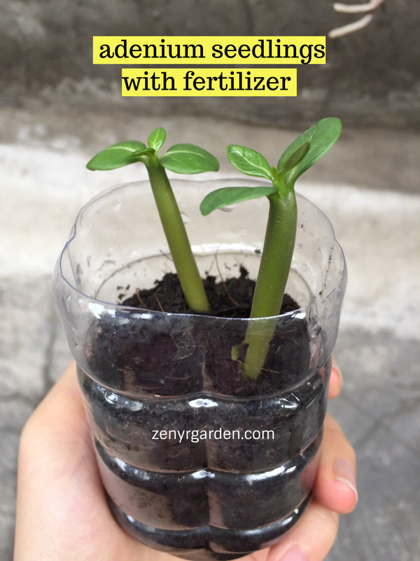 adenium-seedlings-with-fertilizer.jpg