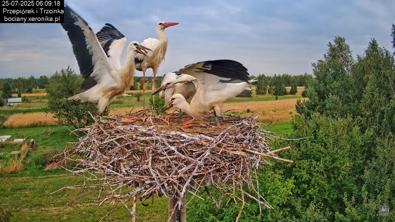 25072025bociany15