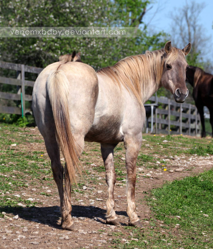 silver-grulla-mare-2-by-venomxbaby-d575k7o-pre.jpg