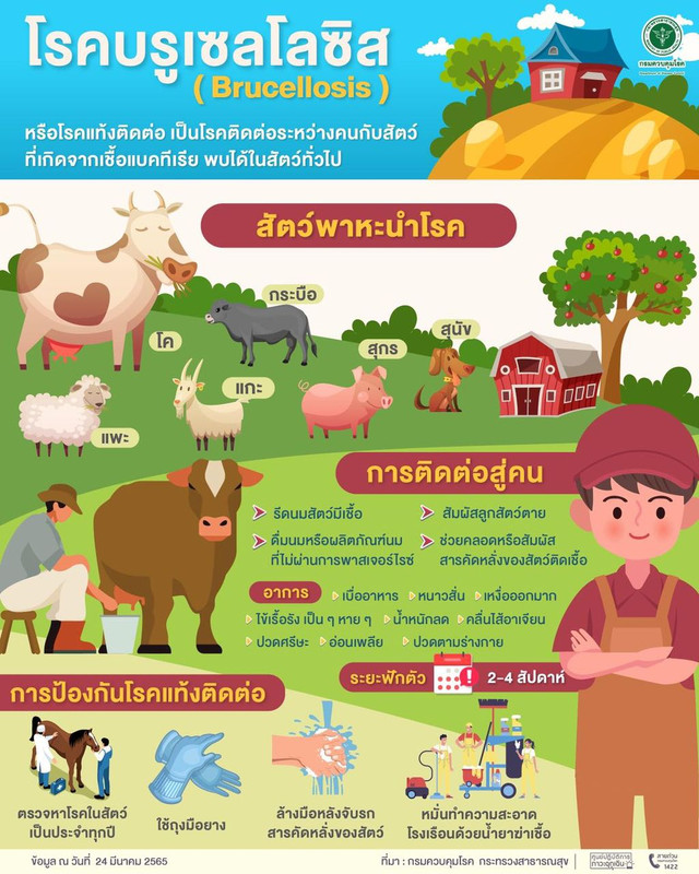 รู้จัก โรคบรูเซลโลซิส (Brucellosis) หรือโรคแท้งติดต่อ เป็นโรคติดต่อระหว่างคนกับสัตว์