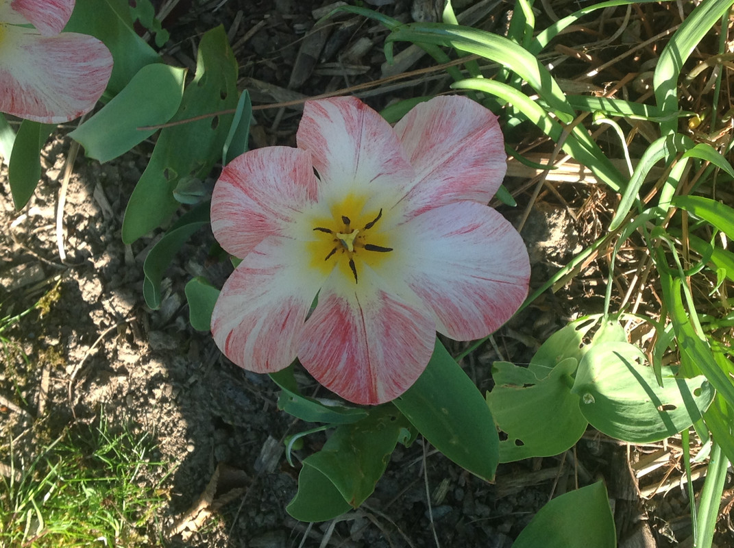 Garten Impressionen April 2015 (208)