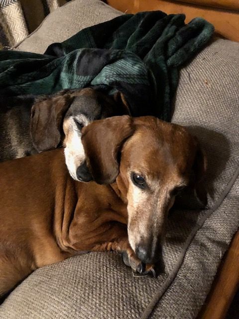 [Image: IMG-7350-Iago.jpg]