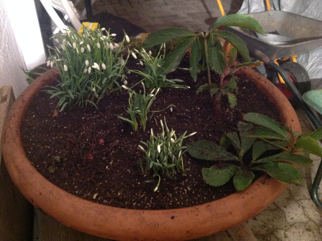 Helleborus & Schneeglöck- chen aus 1792 4.Feb.16