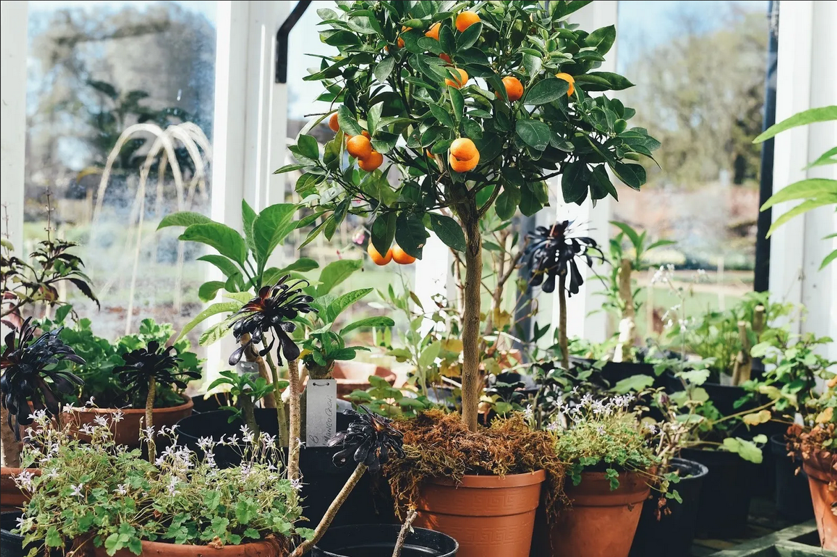 ¿Qué árboles frutales se plantan en invierno? 5 aptos para macetas