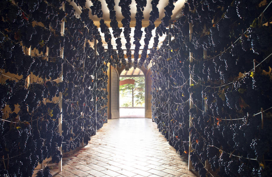 Appassimenti aperti: il 9 e il 16 novembre 2025 Serrapetrona (MC) celebra la vernaccia nera Appassimenti aperti: il 9 e il 16 novembre 2025 Serrapetrona (MC) celebra la vernaccia nera