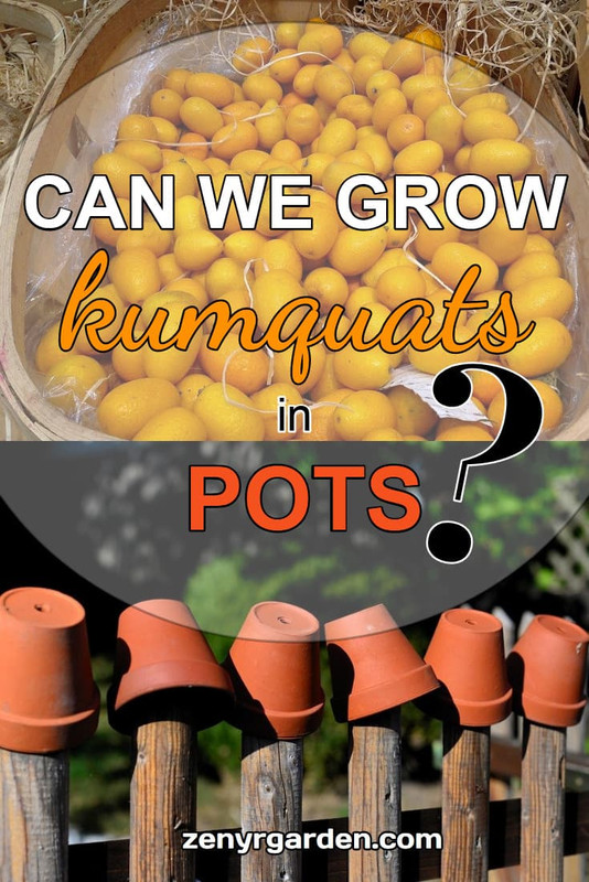 can-we-grow-kumquats-in-pots.jpg