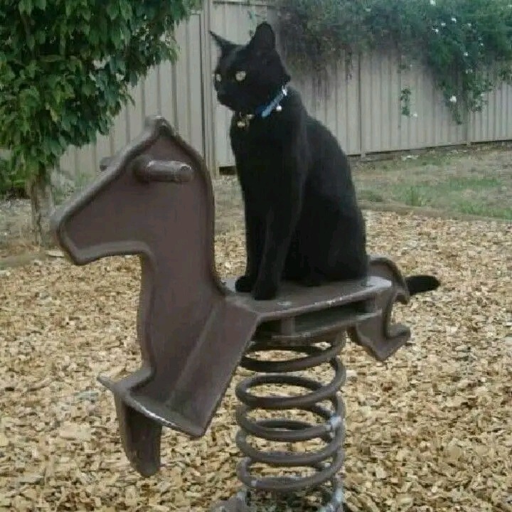 Cat-55a0ccde17ecfc257c57f1dddc36d026-6fe8355d-1280.jpg