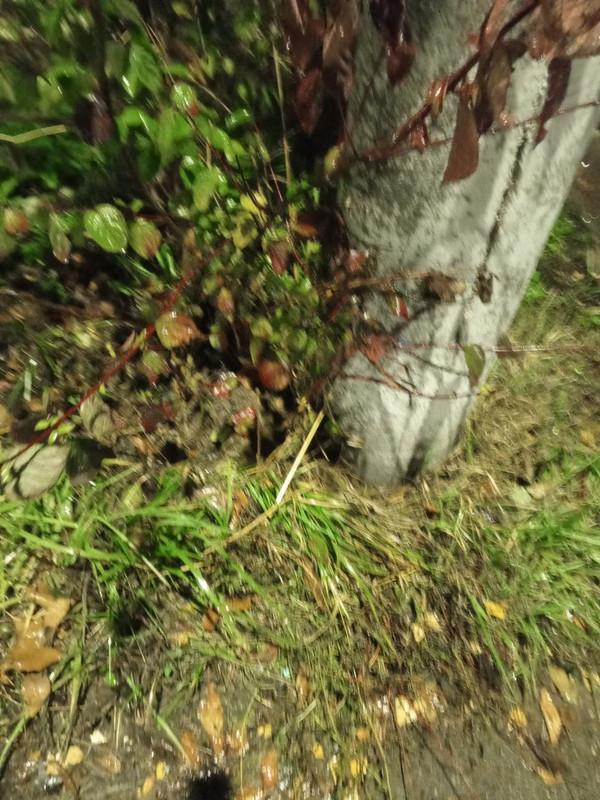 IMG 20251026 025942 785