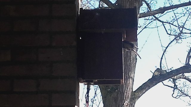 feeding the chicks, 2 days old ,by female great tit