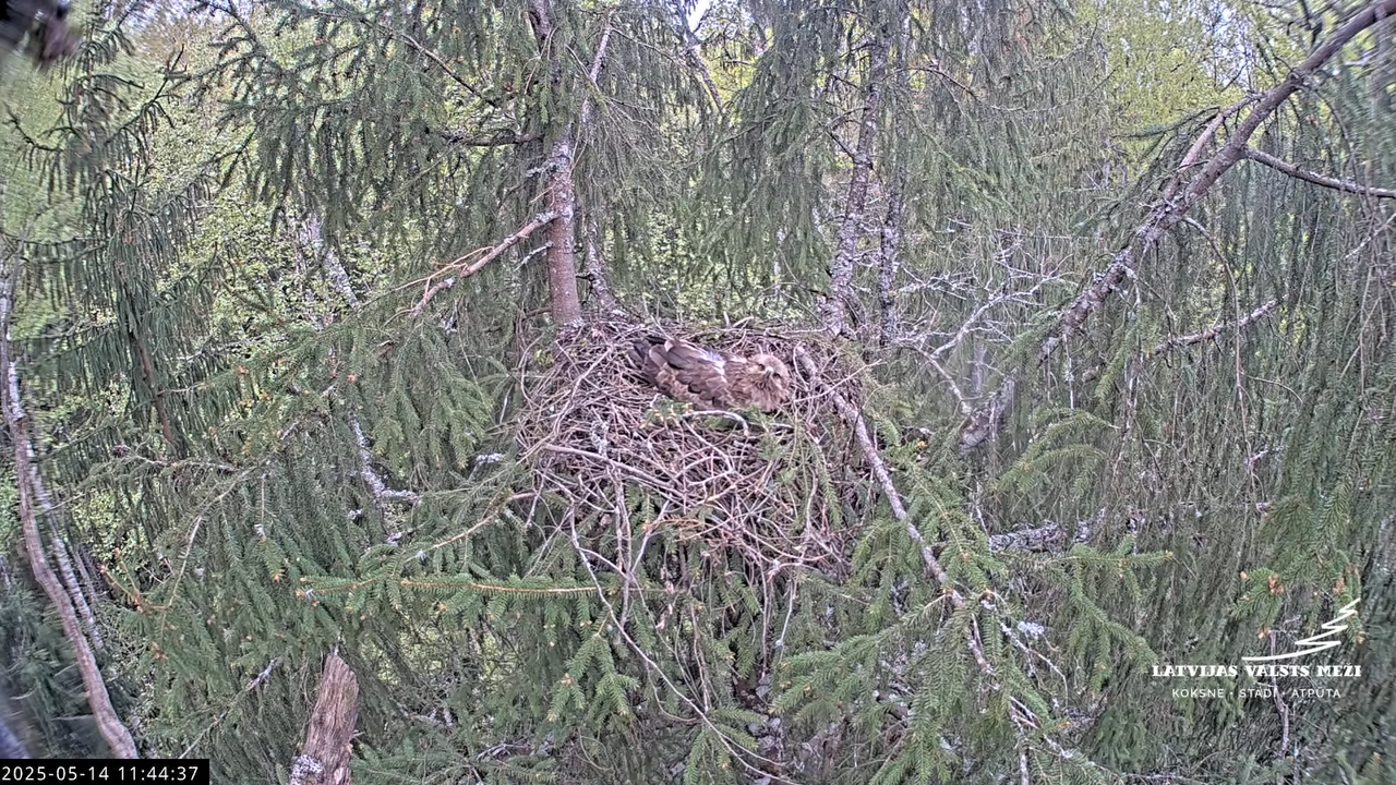 LVM mazais ērglis Lisiņa, egle2 – Lesser Spotted Eagle 13-49-6 screenshot