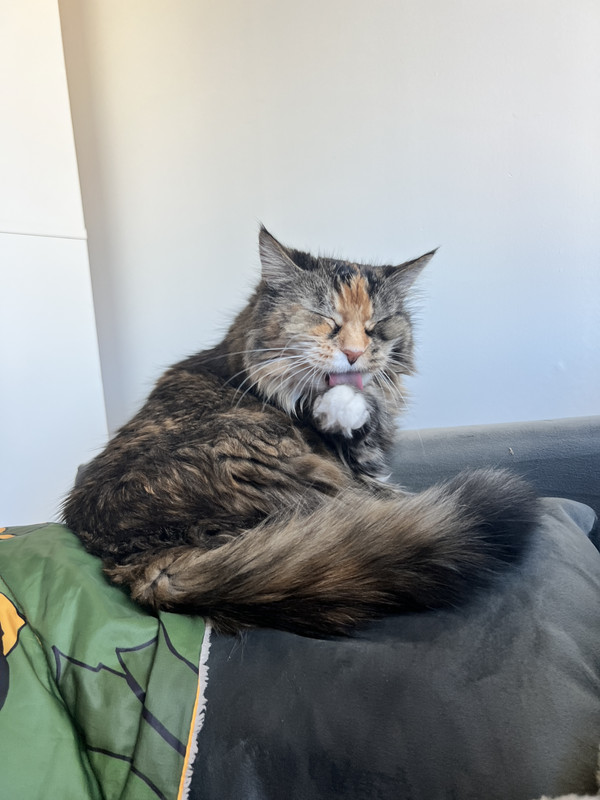 a long haired calico lounges on a grey couch and licks her paw.