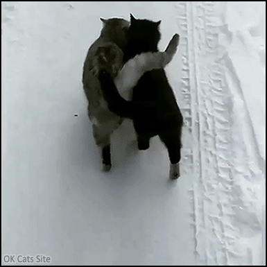 Cute-Cat-GIF-So-cute-and-funny-cats-Best-way-to-trudge-trough-snow-for-lovers-ok-cats-site-com.gif