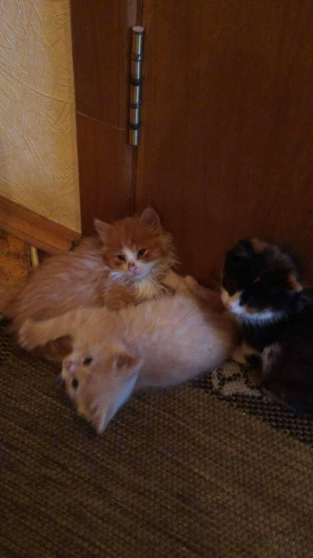 ПерваяПартия3