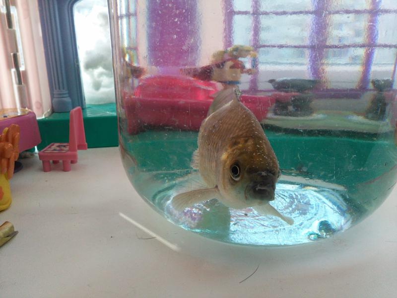 203168311_aa4e28778f3fe2de47c8676128fdad8e_800 (1)