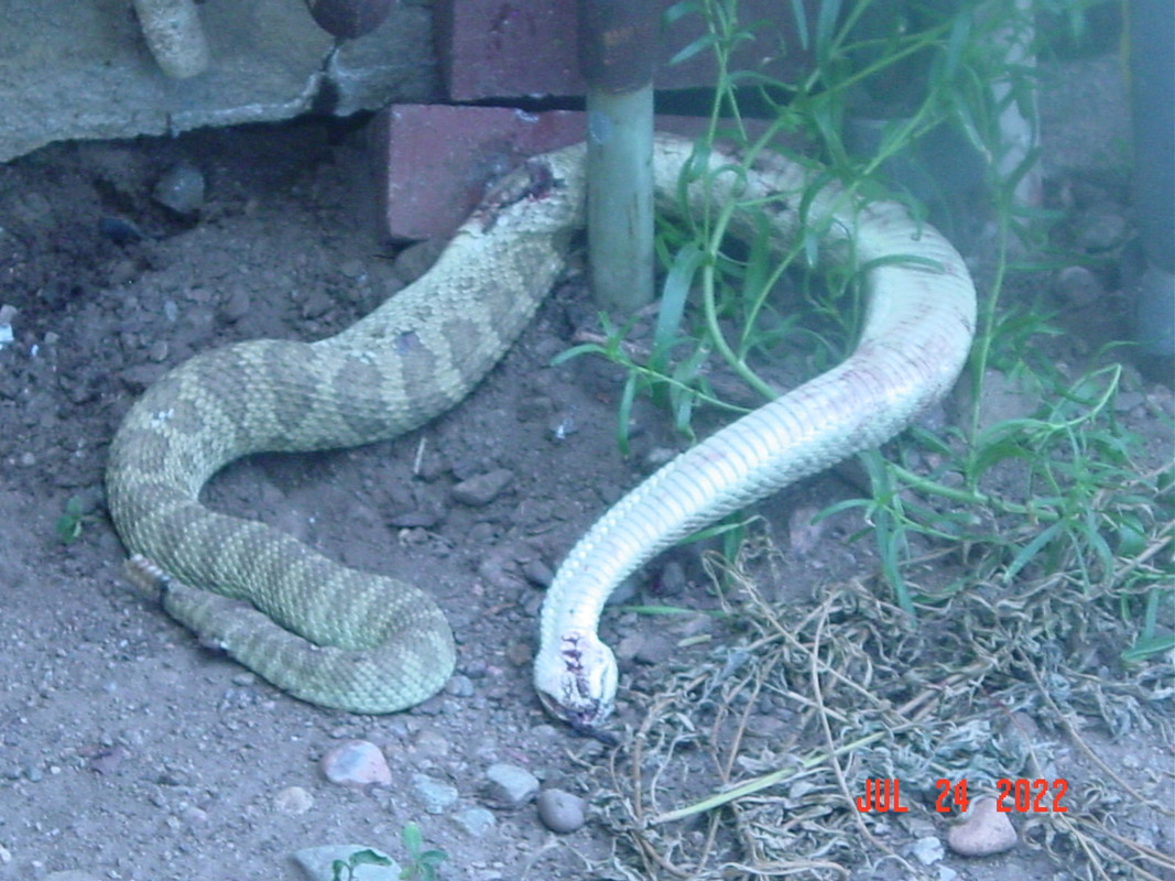 Crotalus Viridis