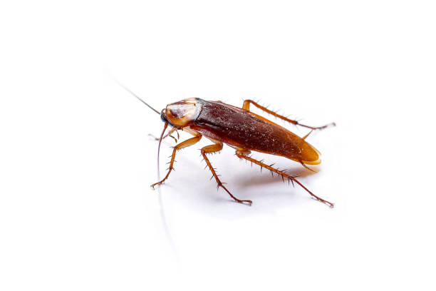 cockroach-exterminator-13.jpg