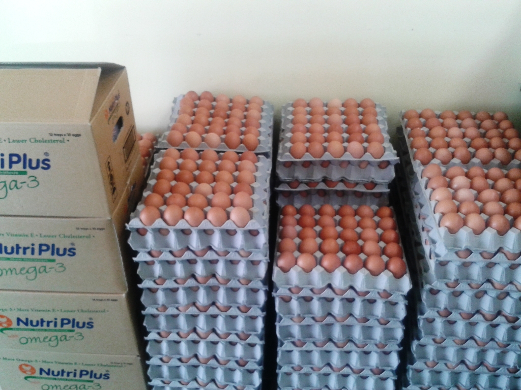 Egg_Wholesaler