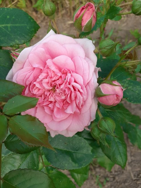 Свит Лагуна