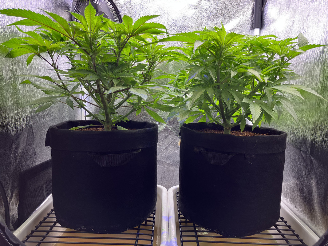 cIMG_1422 (abril 21 2023)