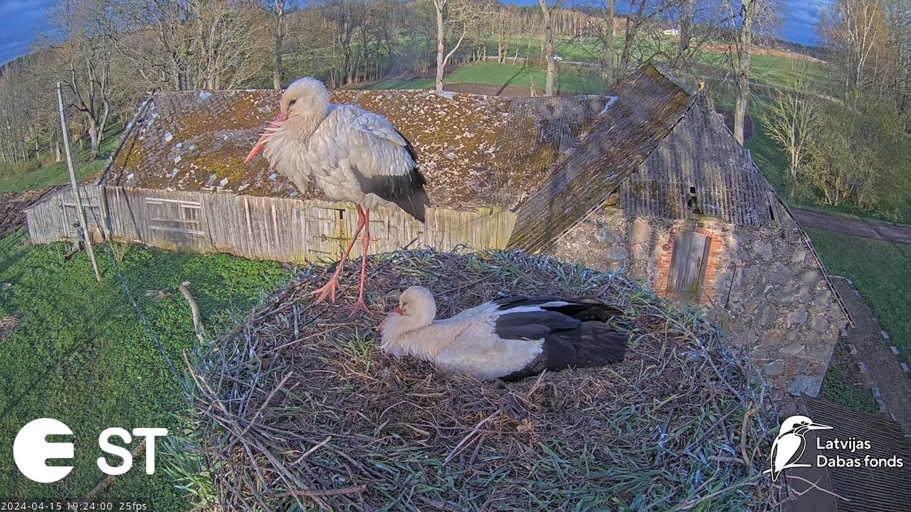 Baltie stārķi (Ciconia ciconia) Tukuma novadā - LDF tiešraide __ White storks in Tukums, Latvia 15-5