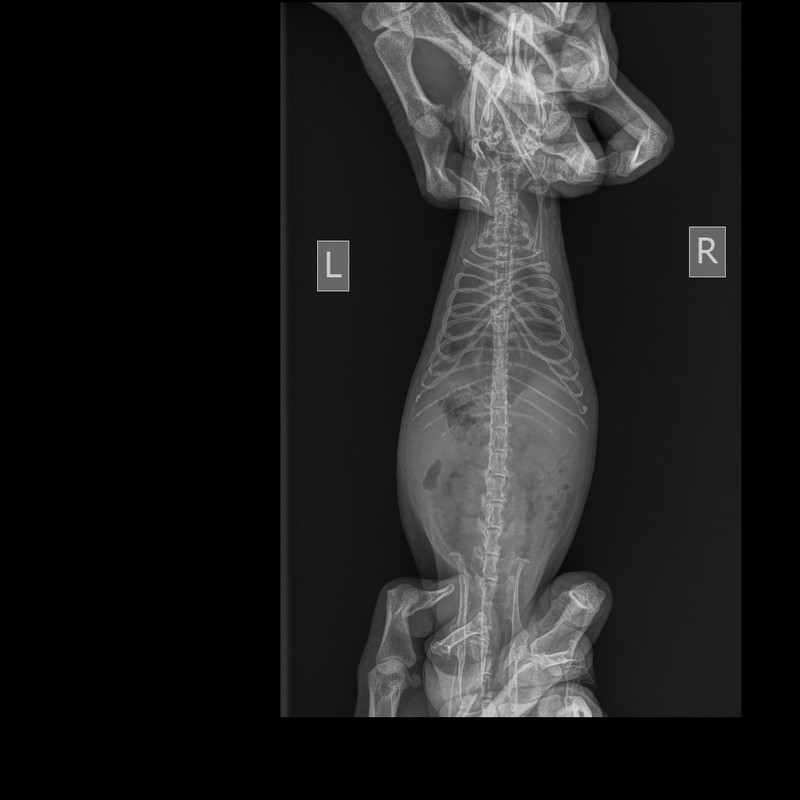Грудная клетка Мелкий _ 10 kg-Грудная клетка VD_DV-19.04.2025-17_10_19-834