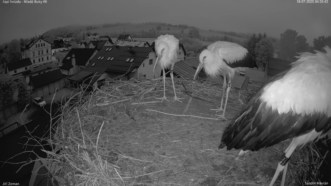 Živá kamera - Mladé Buky - čapí hnízdo 4K 6-29-51 screenshot