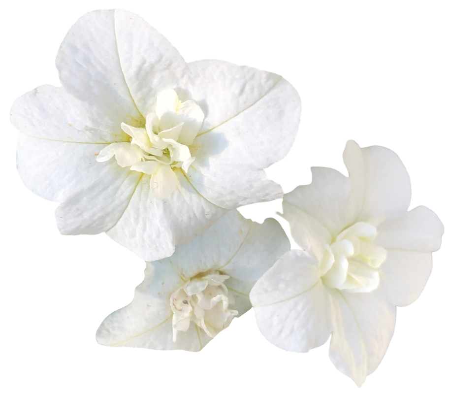 White Flowers