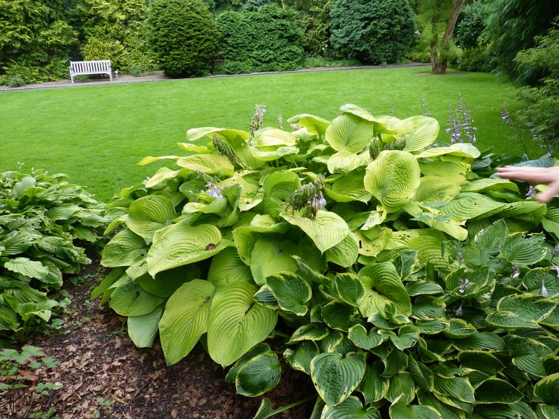 2014-07-13 Arboretum Härle 30