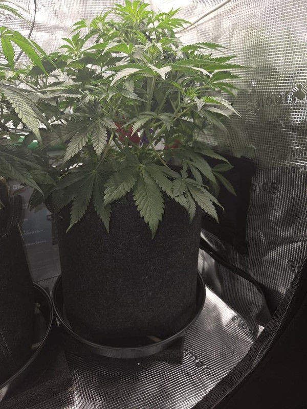 Messenger creation 6E08CCD8 0476 4BF7 8725 8EBEB83EB100