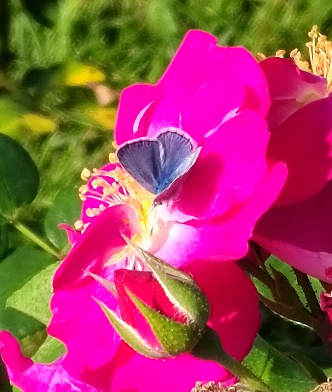 https://i.postimg.cc/25WcT1x2/023-IMG-20240918-115805-edit-281642141209591.jpg