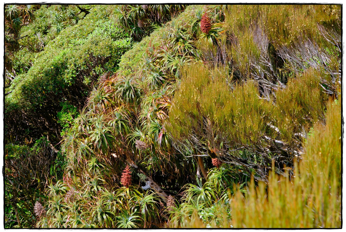 Paparoa NP: Paparoa Track (diciembre 2024) - Escapadas y rutas por la Nueva Zelanda menos conocida (8)