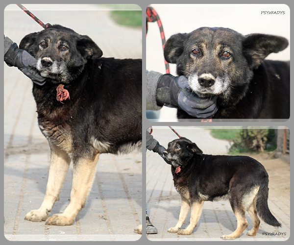 BeFunky-collage (16)