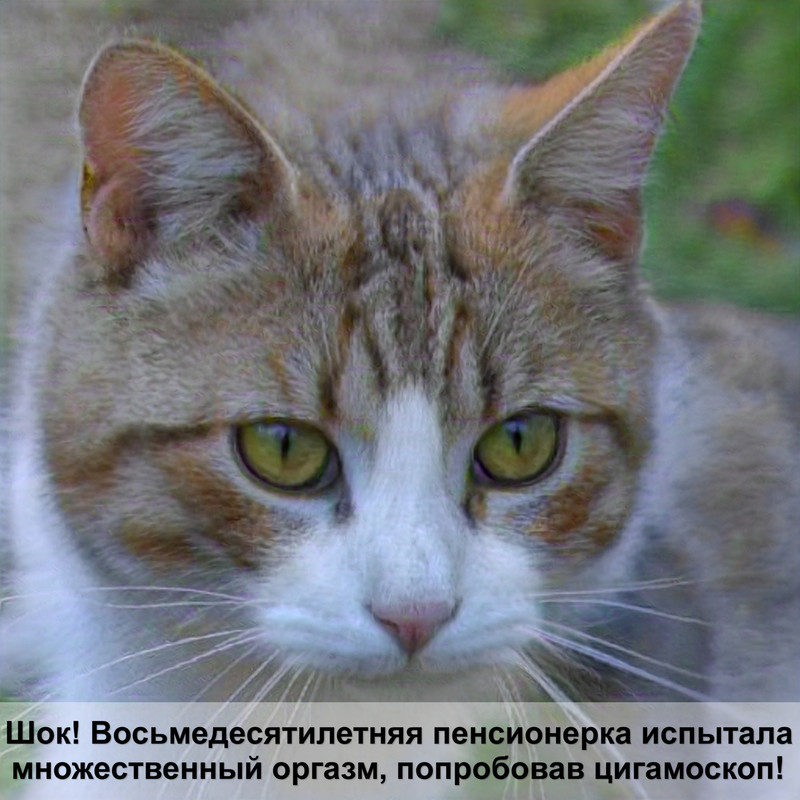 корм для кошек сухой