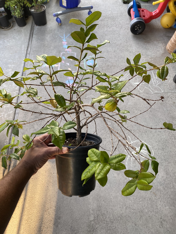 3AE1982D-B0F1-4C60-9870-CB3578EF7D59