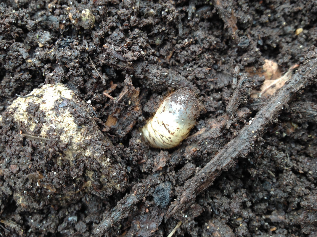 Erdproduktion und Zubereitung 2015  (107)