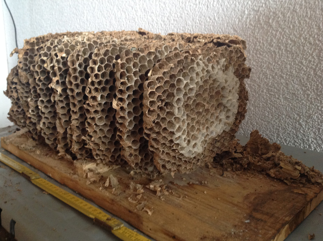 Hornissen Nest und Waben Winter 2015 (9)