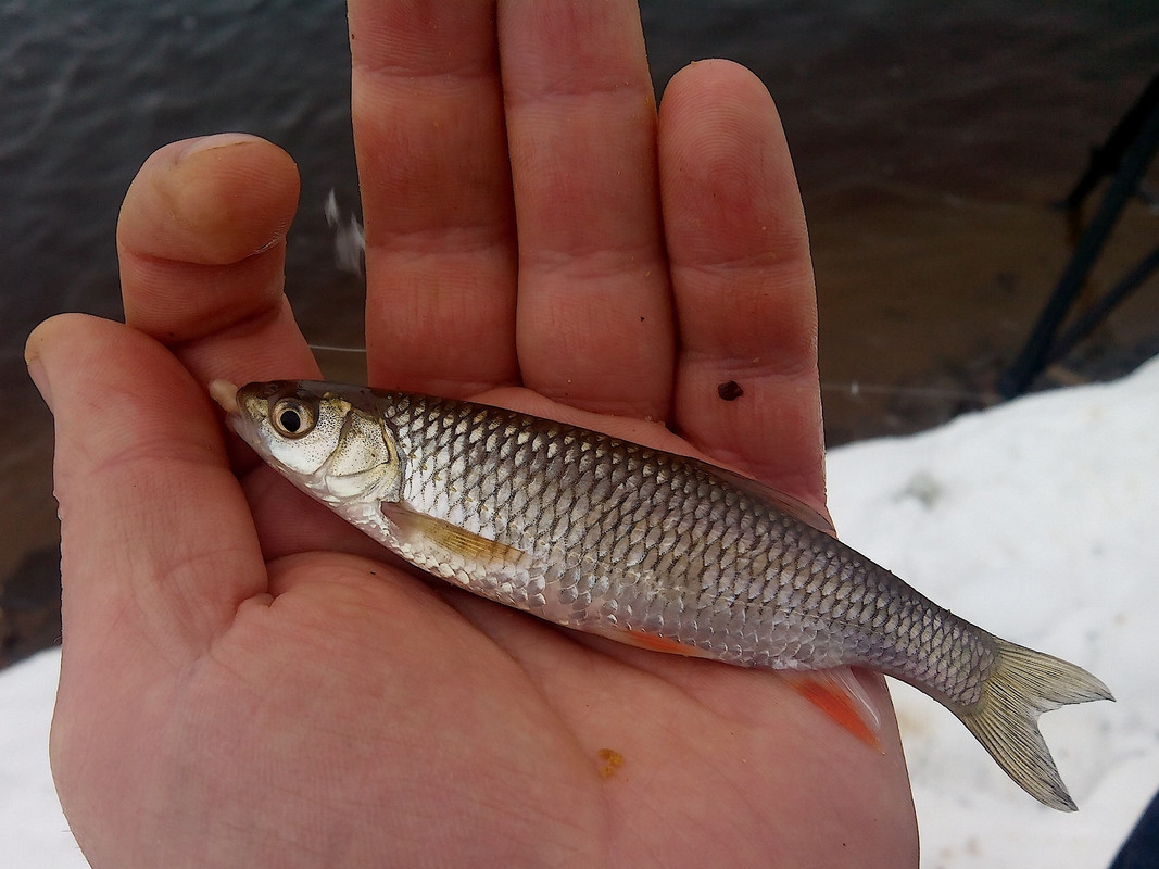 Добрянка 04.01.15-7