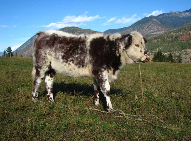 Moo lillooet oct 27 2008 017sm