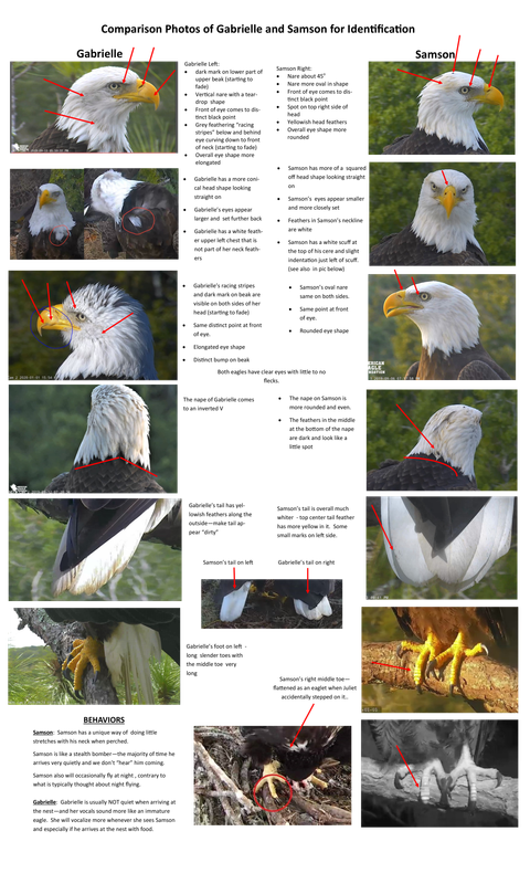 Comparison_of_Gabrielle_and_Samson