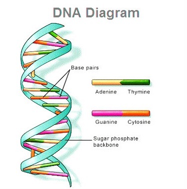 dna-diagram.jpg