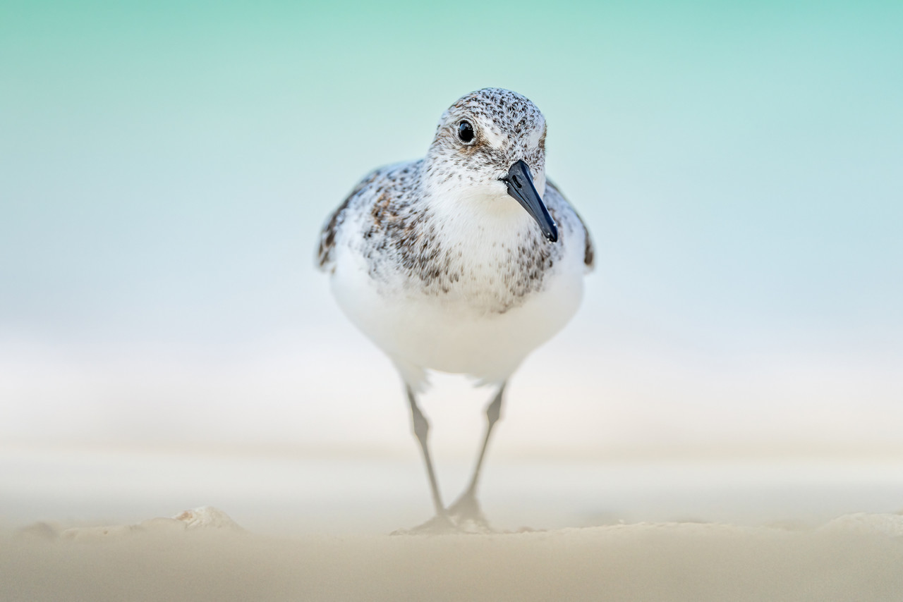 Drieteenstrandloper, Bonaire