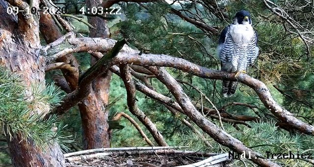 Webcam Trzebiez. Male Forest (7X -2013) & Female Gaja (9 BO - 2011) - Pagina 3 Przechwytywanie-w-trybie-pe-noekranowym-09-10-2020-143716