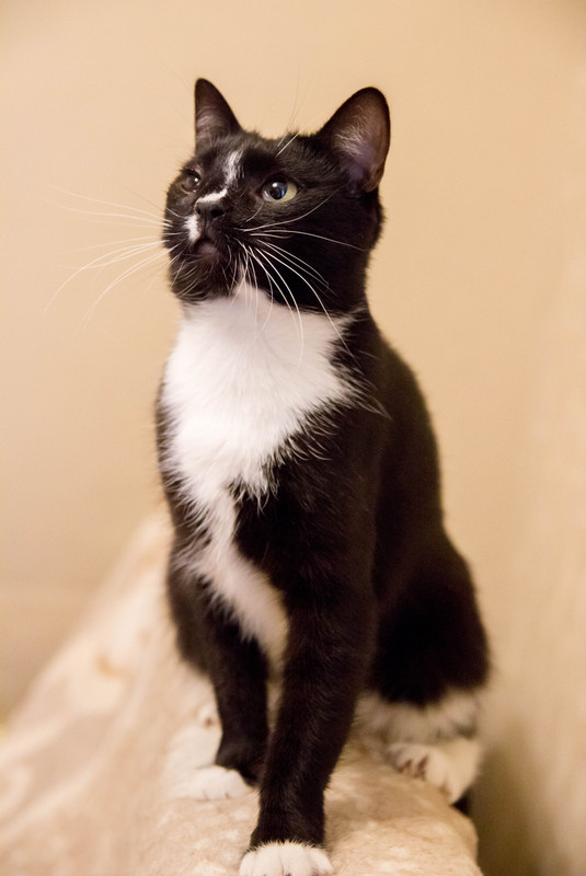 черная с белым-1-22