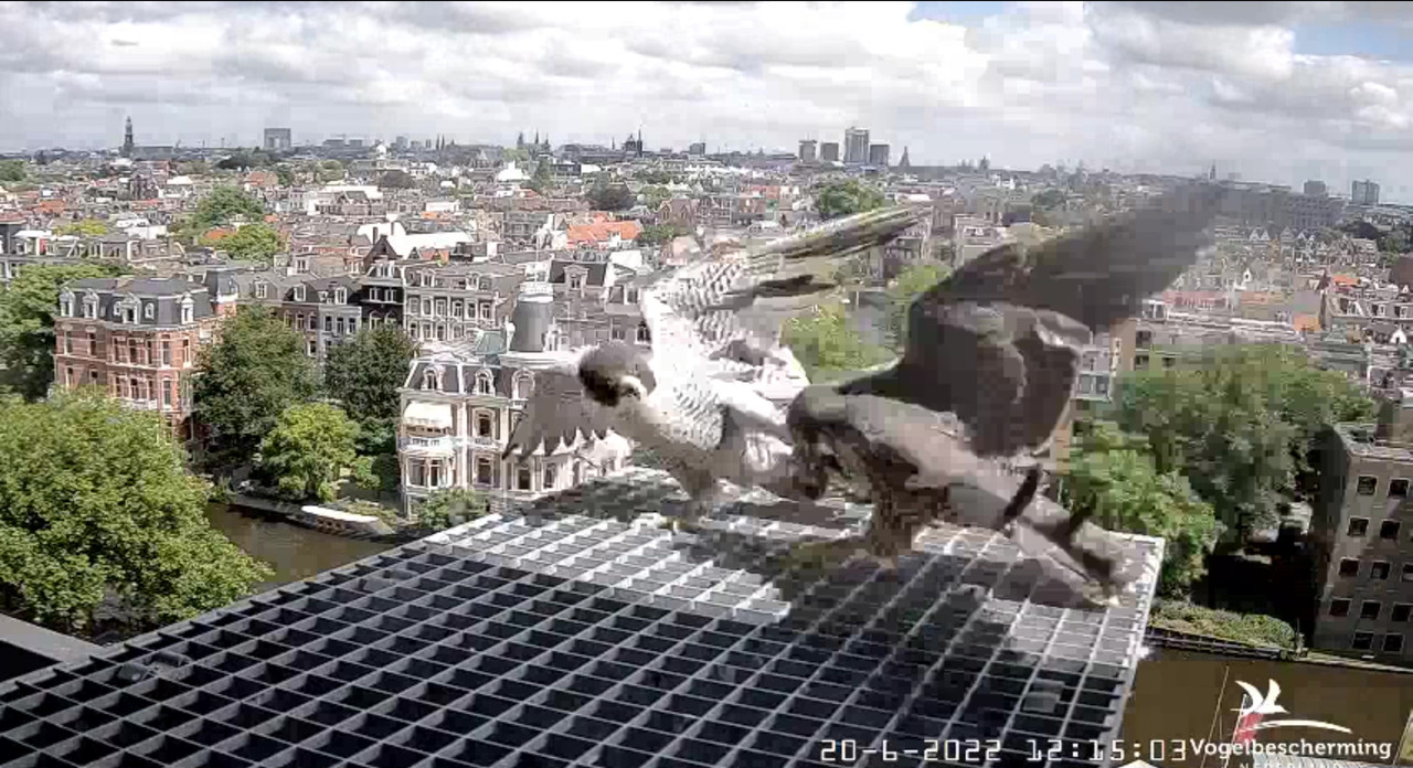 Amsterdam/Rijksmuseum screenshots © Beleef de Lente/Vogelbescherming Nederland - Pagina 30 Video-2022-06-20-121714-Moment-7