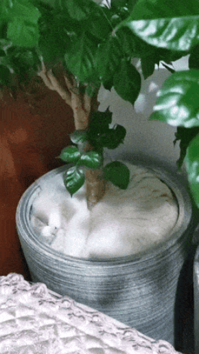 089.gif