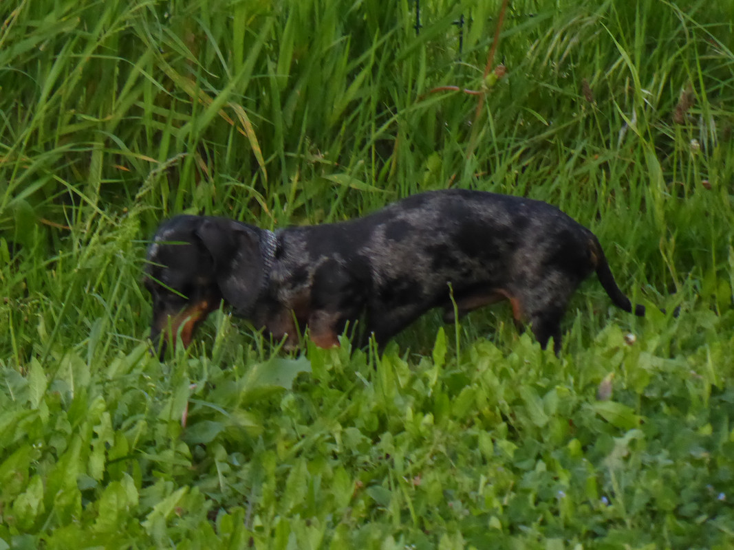 [Image: P1040962.jpg]