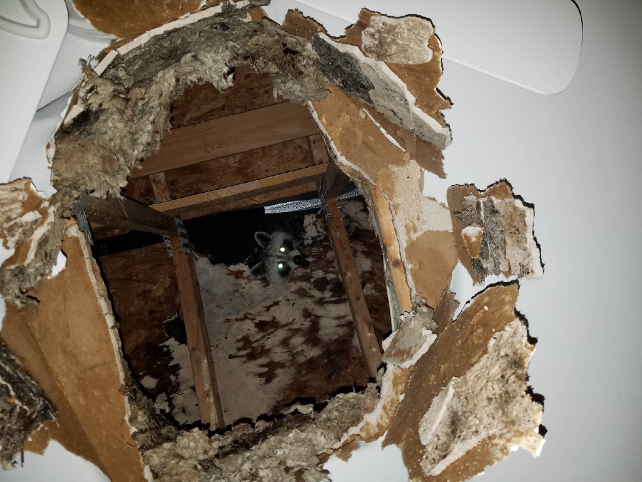 raccoon peering out from a hole in the ceiling