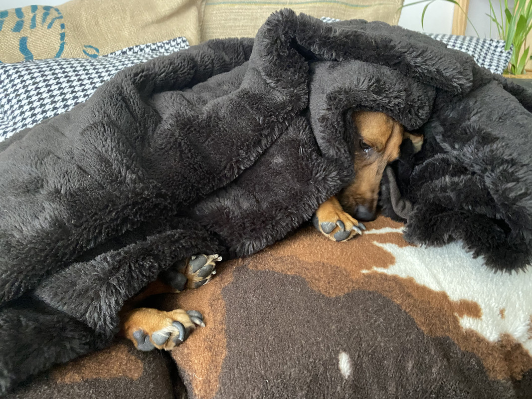 [Image: 0-B6-D8433-FF1-B-42-DB-88-F5-9-E3248257-CF1.jpg]