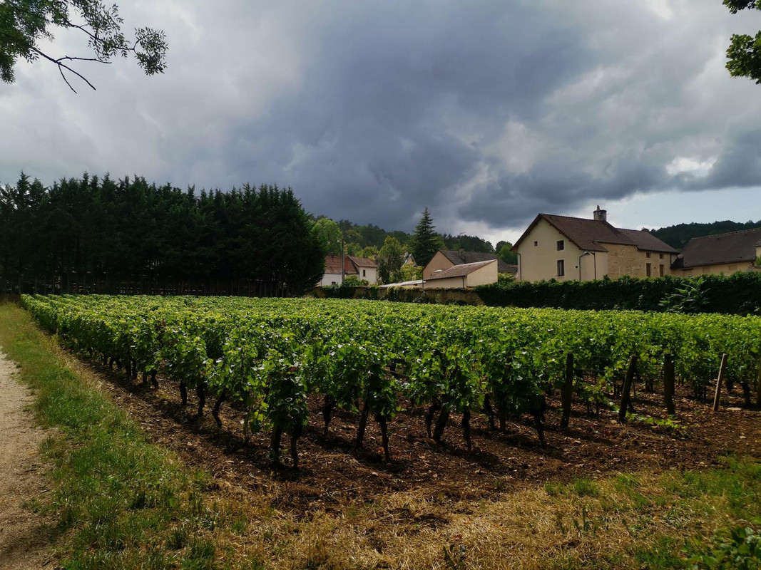 Bourgogne2019 (37).jpg.1