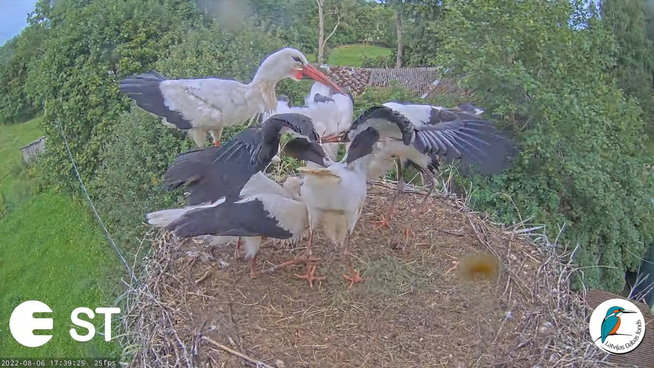 Baltie stārķi (Ciconia ciconia) Tukuma novadā - LDF tiešraide __ White storks in Tukums, Latvia 13-3